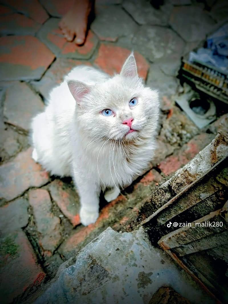 beautiful 1