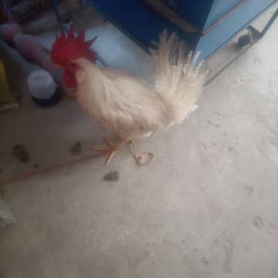 Desi brilar
