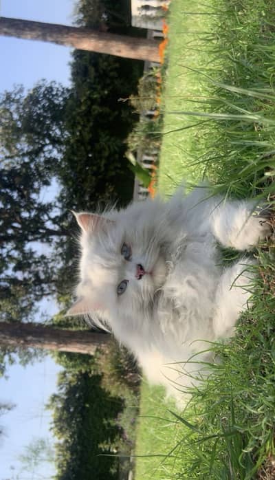 Persian cat
