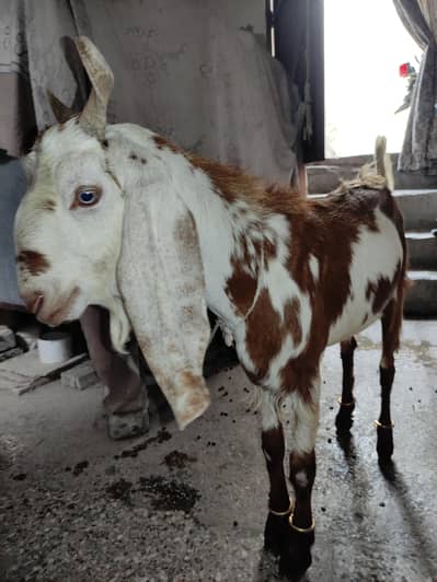 BAKRA FOR SALE