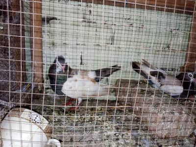 khal.  breeder pair with two chicks