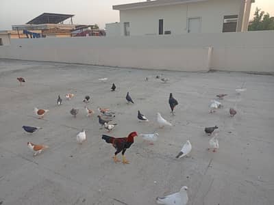 60 Mixed Regions for sale