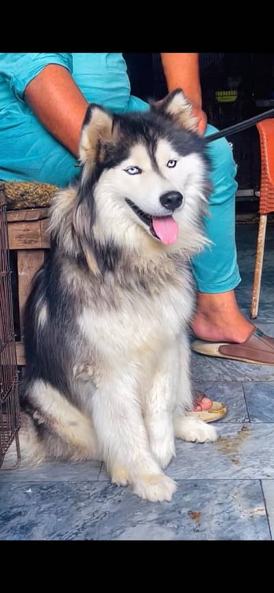 fully active siberian husky for urgent sale