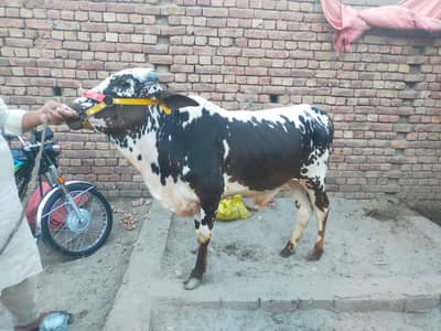 Bull acha he 03057699633