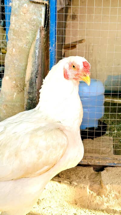 Aseel Heera Maadi For Sale