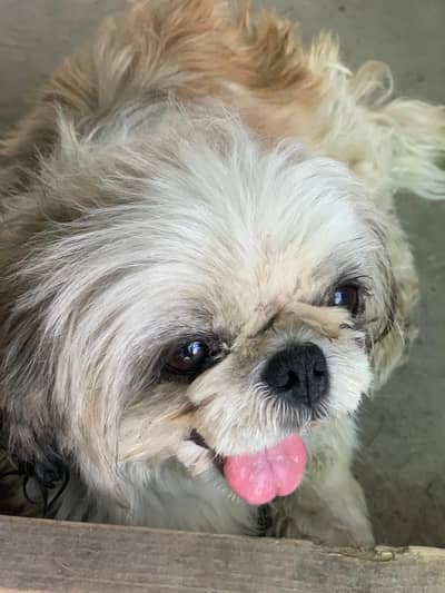 Shitzu Breeder Female Avl For Sale || pure breed    ||