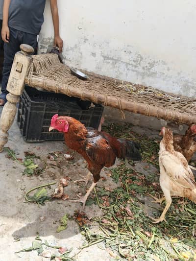 Aseel chicken for sale hai