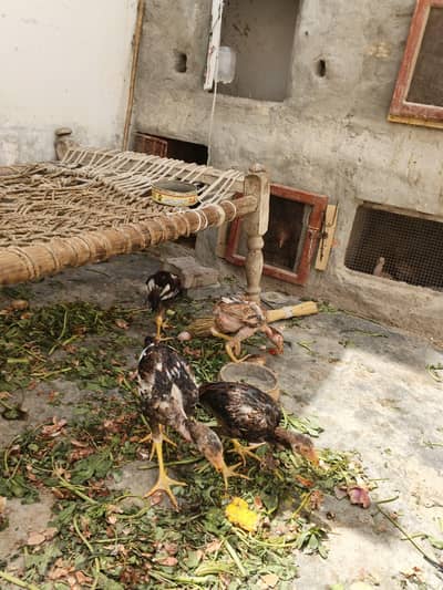 Aseel chicken for sale hai