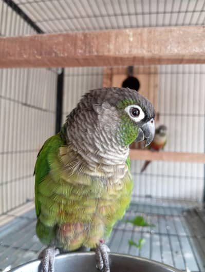 Green Cheek Conure Breeder Pair