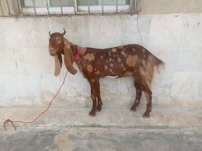 Goat 2 dant path