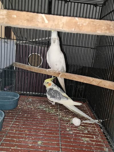 cockatiel or cocktail breeder pair