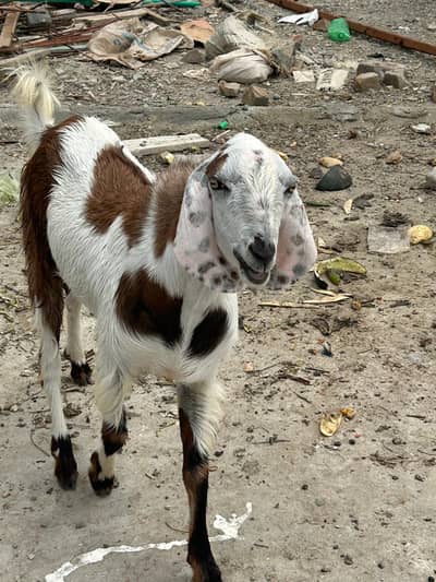 dhonda Bakra for sale