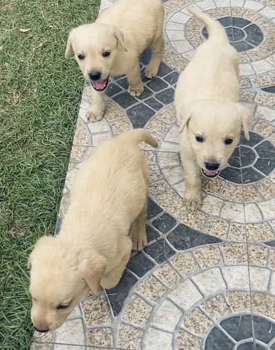 Top Pedigreed Labrador Puppies