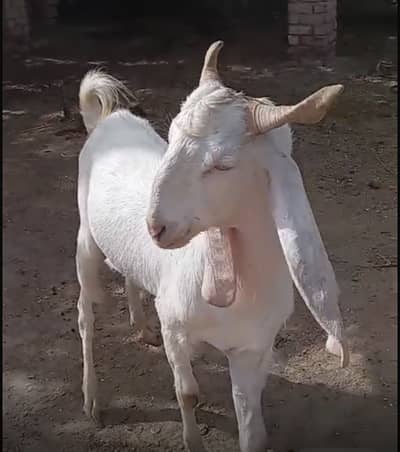 2 dant kapla bakra