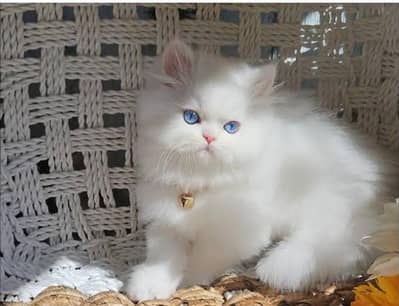 Persian cat for sale my WhatsApp number 03 45 70 84 4 34