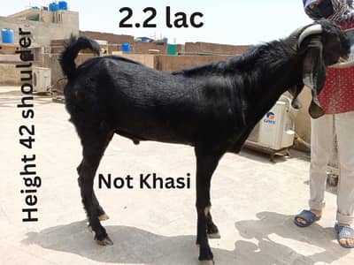 Beetal Bakra Full Black (Not Khasi)