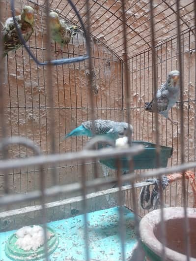 budgies for sale- mix not pairs