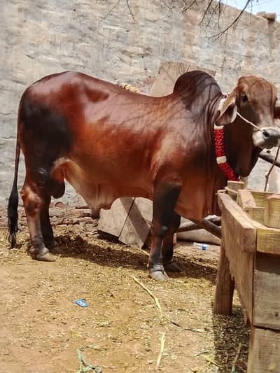 Bramin bull