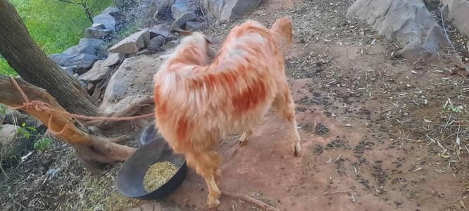 Bakra Gar ka