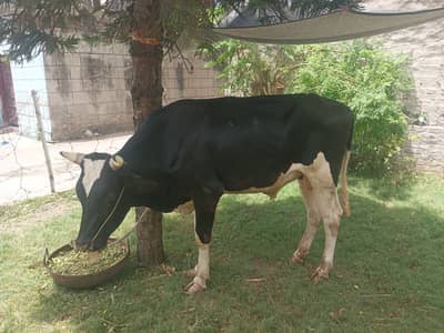 Hisa ka lia rabta kara