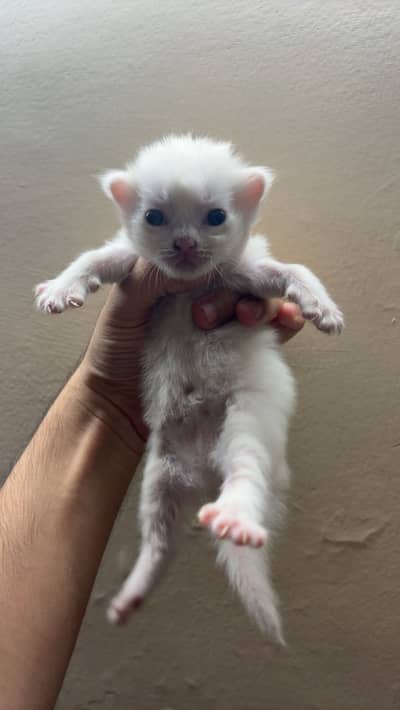 Doll face Persian kittens looking for new home