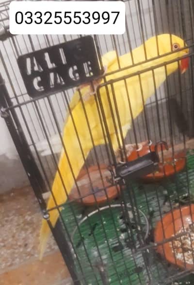 yellow female all ok