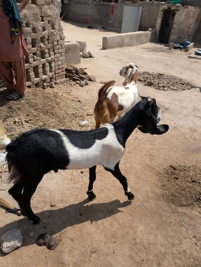 BEAUTIFULL DASI BAKARY FOR SALE