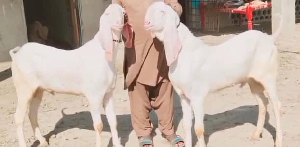 2 Bakre Urgent For Sale/ 03228068418