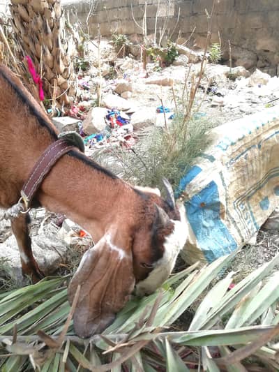 goat bakri