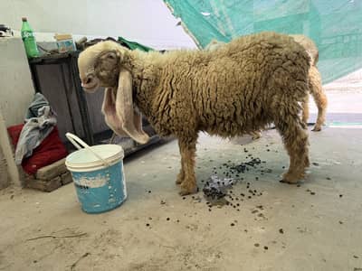 Kaki kajli pure sheep