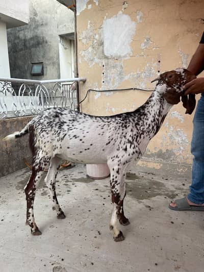 Bakary for qurbani 2026