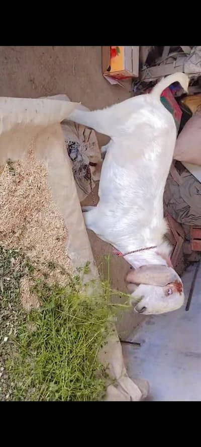 white Desi Bakra For sale Qurbani KY liye Mery pas Bakry h