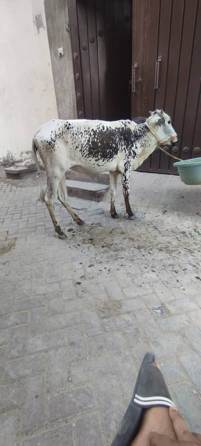 2dant wachi for sale age 2.6 year