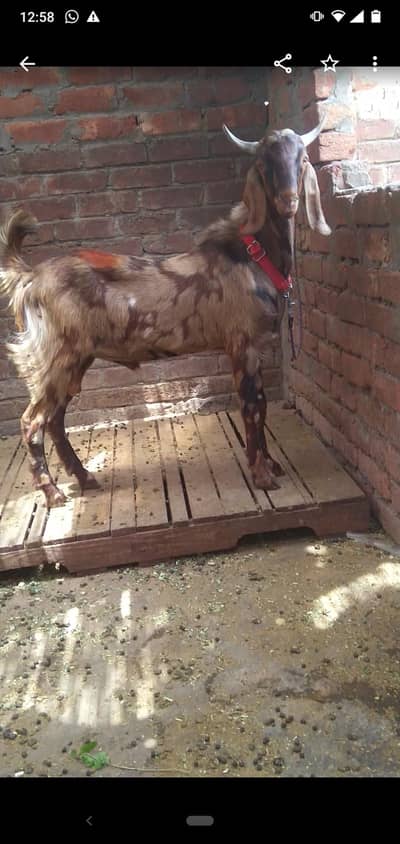 dasi Bakra 2dant