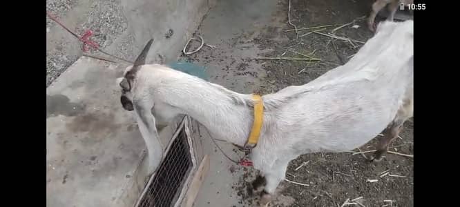 Bakri
