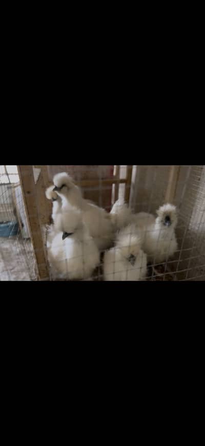 White silkie hen 3000