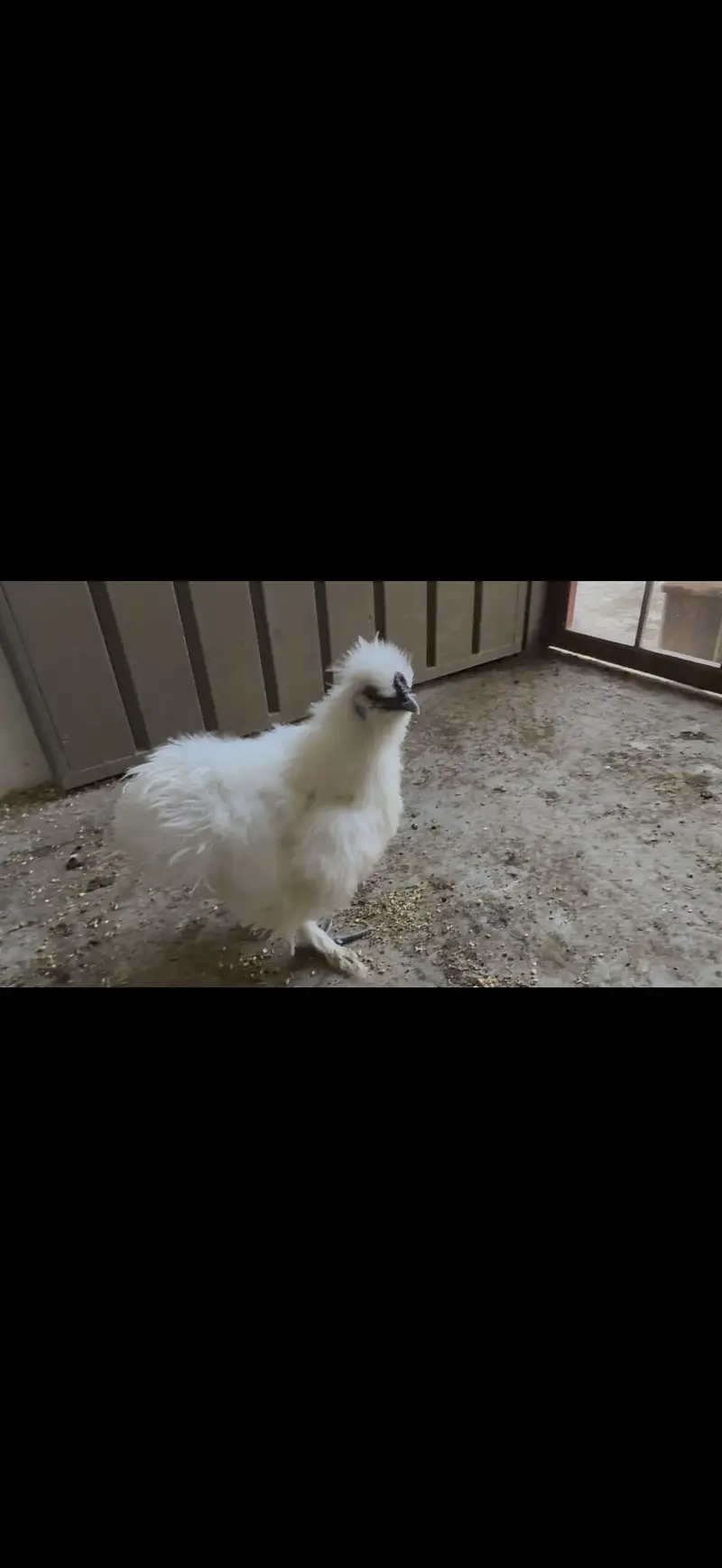 White silkie hen 3000 — photo 2