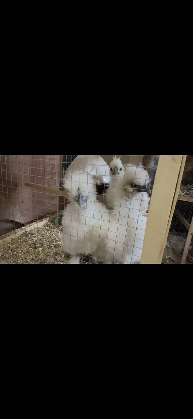 White silkie hen 3000 — photo 5