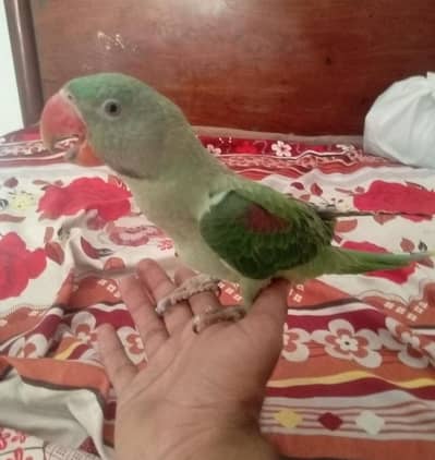 kashmiri raw parrot