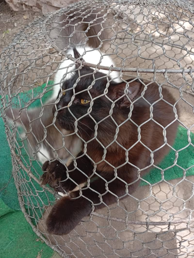 cats 2 3