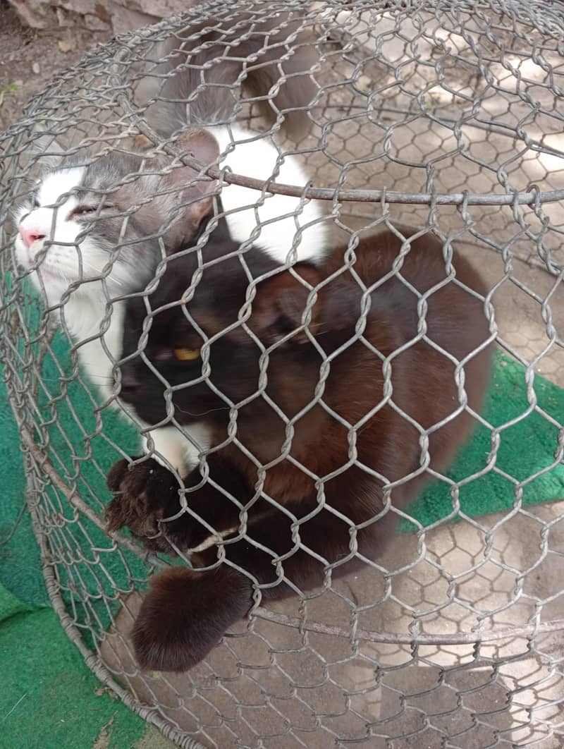 cats 2 6
