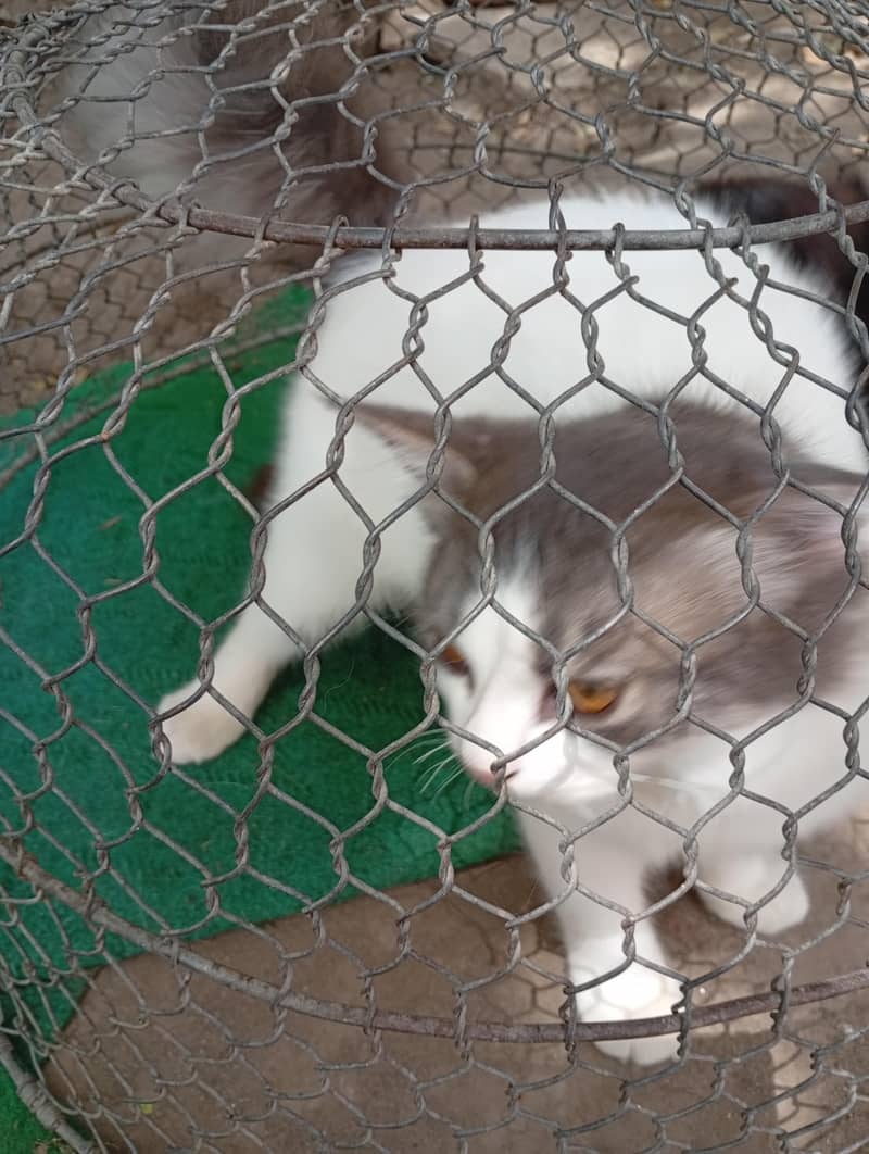 cats 2 8