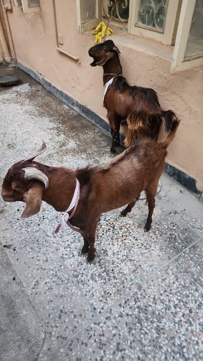 2 male Bakra for sale