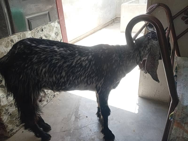bakra 2 dant khassi 0