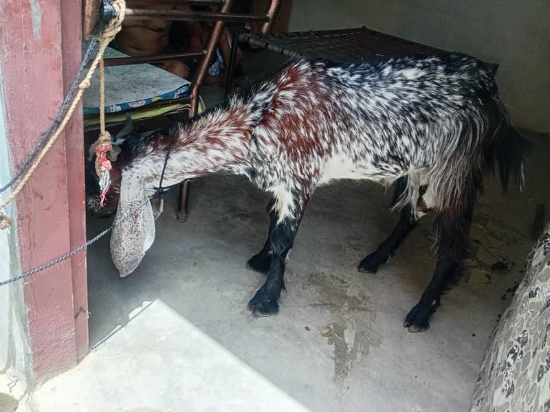 bakra 2 dant khassi 1