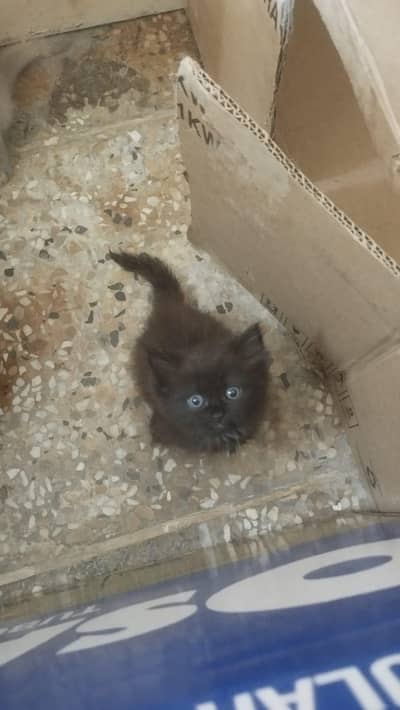 male Persian cat