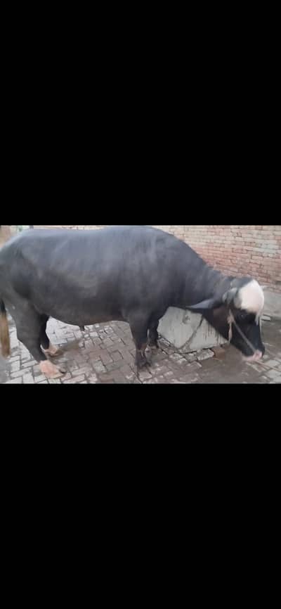 kaata for qurbai