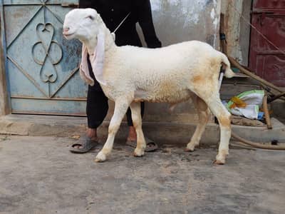 pure gulabi larkana kajla dumba