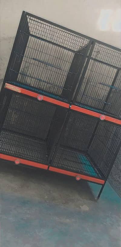 Cage for Parrots and Female Handtame Cocktail Parrot