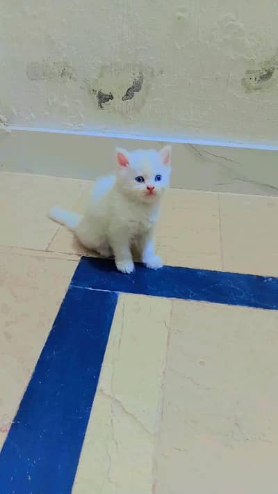 beautiful face blue eyes